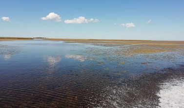 Дальневосточная рыбка негативно влияет на воды Азовского моря