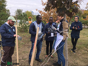 Клены на аллее Дружбы