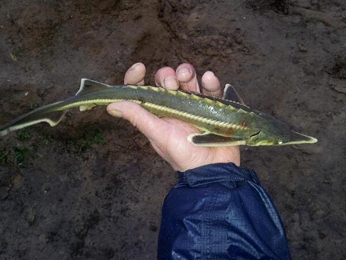 В Неклиновском районе у рыбаков обнаружили севрюгу и осетра