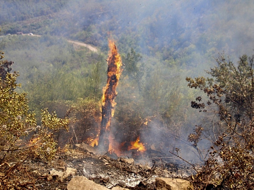 В Каменском районе Ростовской области горит лес
