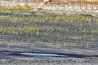 Строительство на левом берегу Дона нарушает законы природы