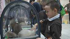 Как кошки-крошки год Собаки встречали