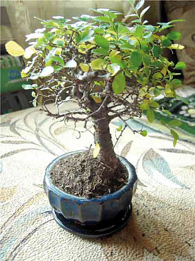 Вопрос - ответ