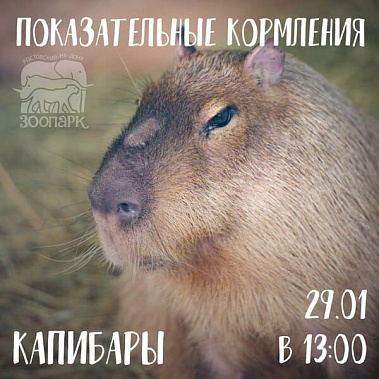 Сегодня ростовчане могут понаблюдать за обедом капибар