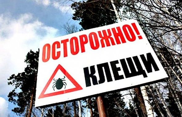 В Ростове-на-Дону и Куйбышево обнаружены клещи, зараженные боррелиями