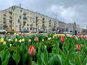 В Ростове начали высаживать тюльпаны