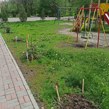 В Ростове в парке им. Чуковского украли ели, высаженные детьми