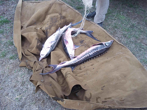 О рыбе и геополитике