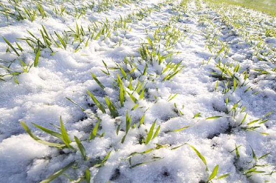 Январские морозы не повредили посевы озимых культур в Ростовской области