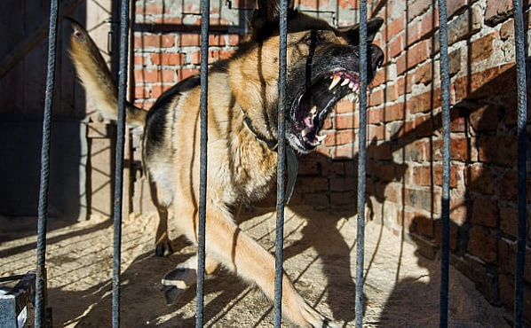 В России утвержден список самых опасных собак