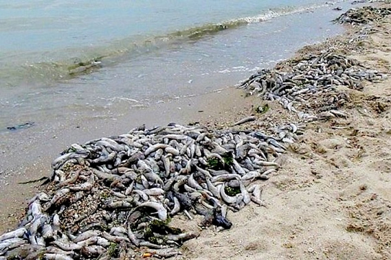 В Таганрогском заливе Азовского моря  из-за жары начала массово гибнуть рыба