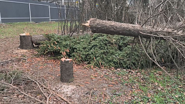 Собственница земельного участка на Зелёной в Ростове высадила 14 новых деревьев на проспекте Сельмаш