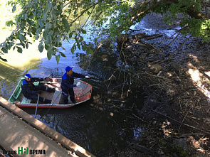 Исцеление Темерника
