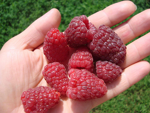 Сосудам поможет малина