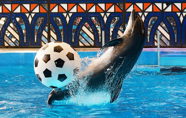 А тренер – с плавником!