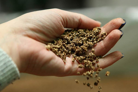 Свекла не взойдет: в Зерноградском районе выявили крупную партию некачественных семян