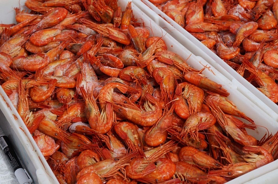 «Цербер» не пустил креветок из Ростова в Украину