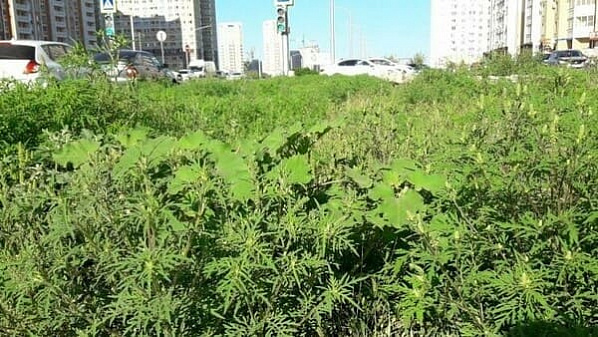 Контролировать амброзию и другие сорняки на Дону будет отдельное ведомство