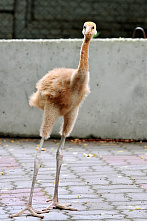 Завтрак в Ростовском зоопарке