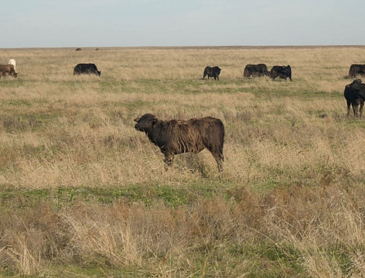 ЖИВОТНЫЙ МИР РОСТОВСКОЙ ОБЛАСТИ