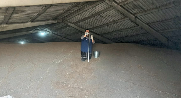 Начали государственный мониторинг пшеницы нового урожая