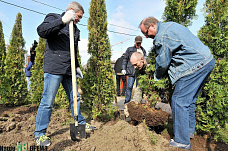 Клены, липы, туи...	