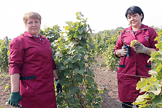 Солнце, ветер, виноград