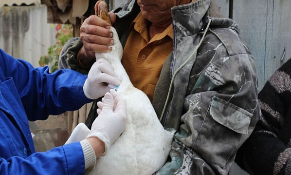 В двух территориях Ростовской области сняли карантин по гриппу птиц