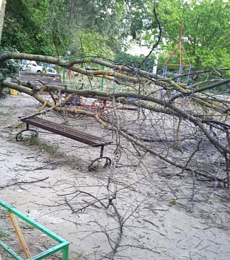 Три волгодонца пострадали от падения дерева...