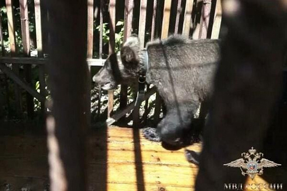 На Дону съехавшие квартиранты оставили запертого в доме медвежонка