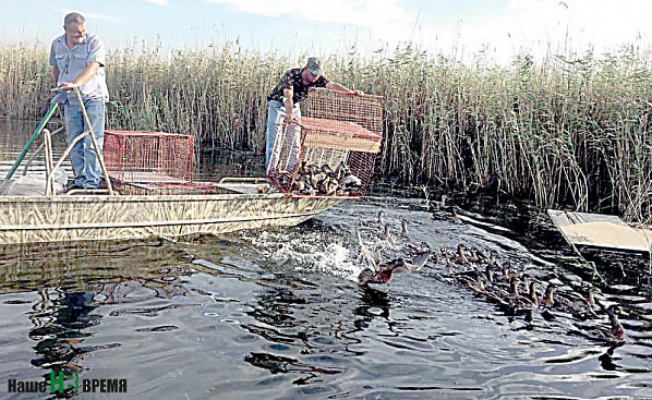 Утки одна за другой буквально сыплются в воду. Похоже, что некоторые из них ошалели от неожиданности – бьют крыльями по воде, кричат...