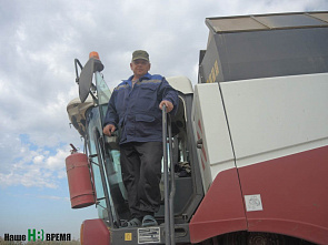 Убирают белое зерно