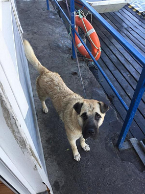 Вплавь за собакой: из Дона вытащили пловца с питомцем