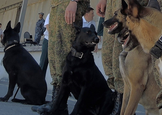 Сегодня отмечается День фронтовой собаки 
