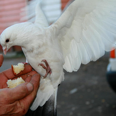 Как не заболеть птичьей болезнью