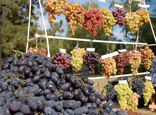 Донские виноградари получат субсидии из регионального бюджета
