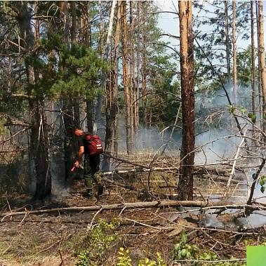 Пожар в Цимлянском районе «остановился» у новых Правил пожарной безопасности в лесах, которые вот-вот вступят в силу