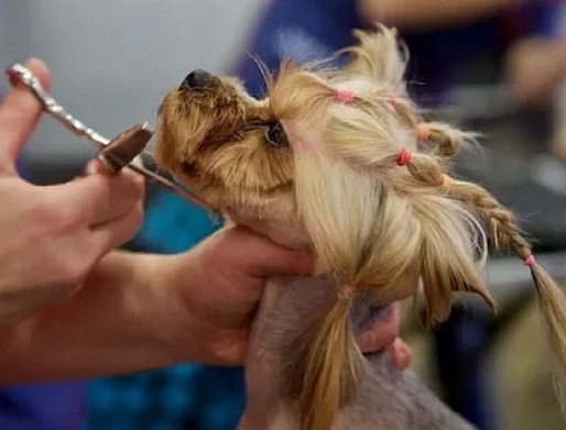 Мастер-класс по грумингу проведут в ДГТУ