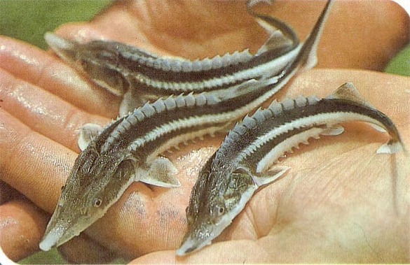 Реконструкция мощностей донских рыбзаводов потребует 1,3 млрд рублей