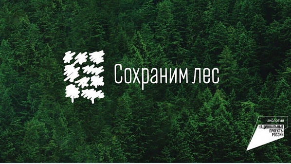 На Дону в августе стартует акция «Сохраним лес»
