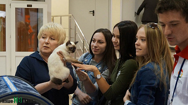 Как кошки-крошки звездами стали