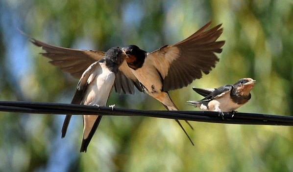 Фото Александра Липковича