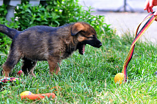 21 06 2025 Определились лучшие кинологи Росгвардии юга России