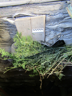 Батайчанин, хранивший более полкило конопли, задержан