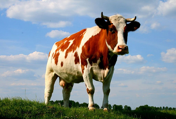 В Ростовской области стало больше коров