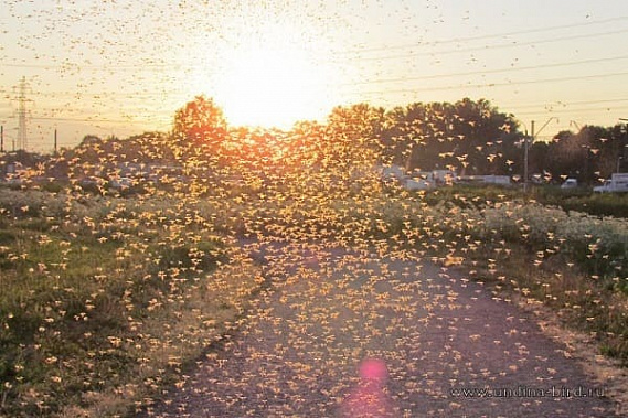 От звонцов в Таганроге избавятся по-научному