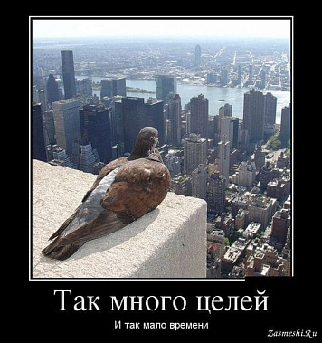 Наиболее знаменитый голубь всех социальных сетей. Работа неизвестного бёрдвотчера стала самым популярным мемом с участием этой птицы во всем мире.