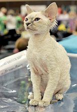 О кошках и о себе_21136