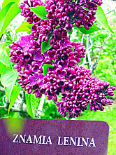 Поделился Америкой_9324