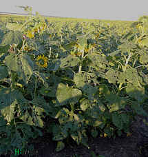 Не полагаясь на авось